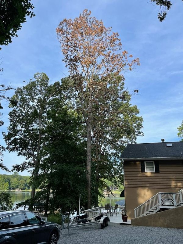 Tree Services