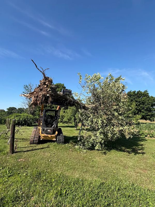 Tree Removal