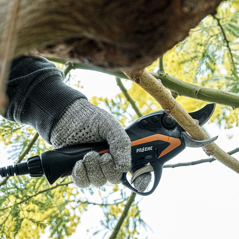Tree Health and Maintenance