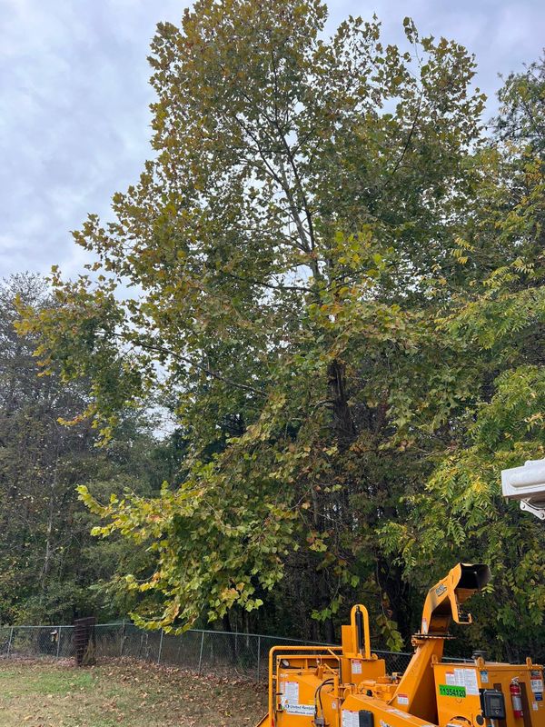 Fall Clean Up