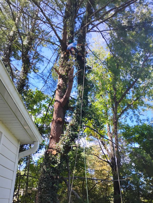 Tree Removal gallery