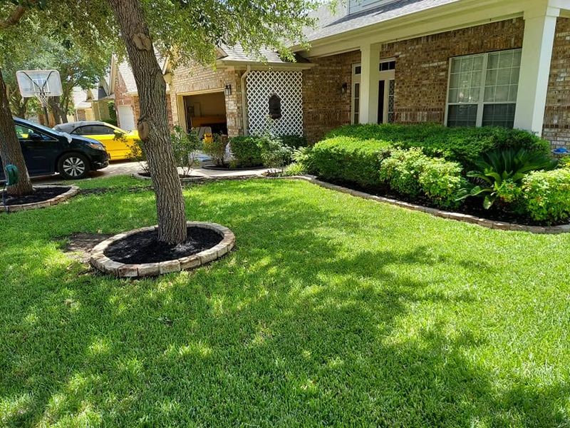 Tree and Shrub Care