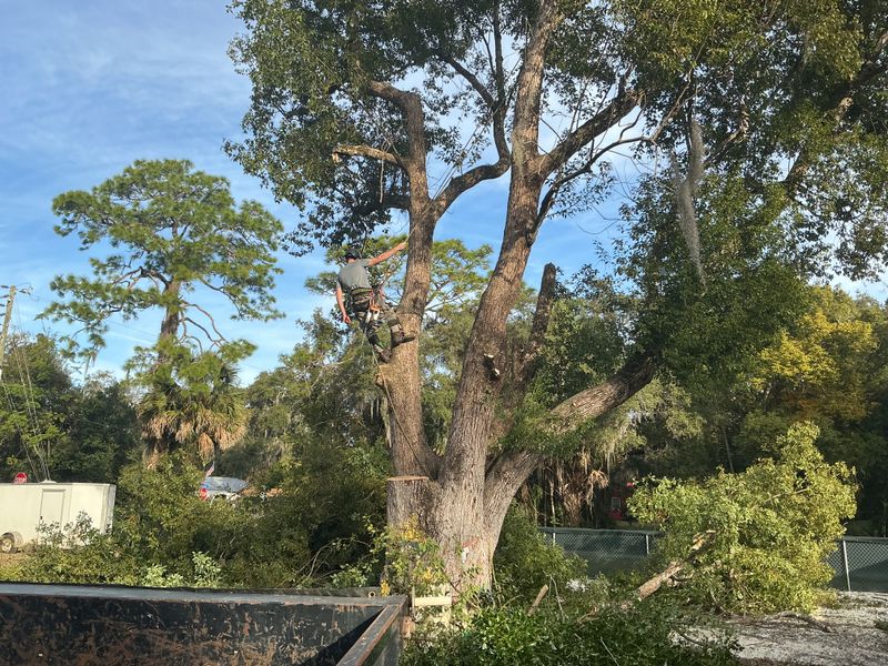 Tree Pruning