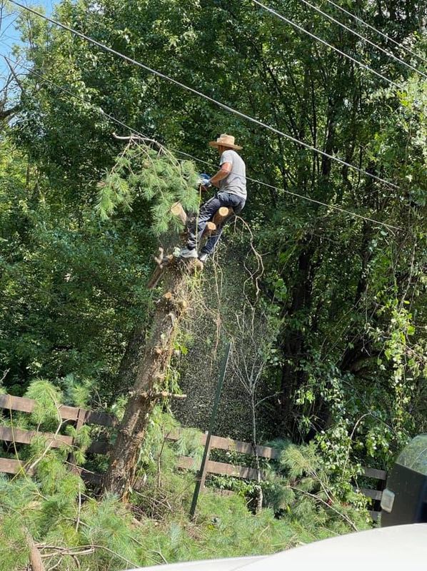 Tree Removal