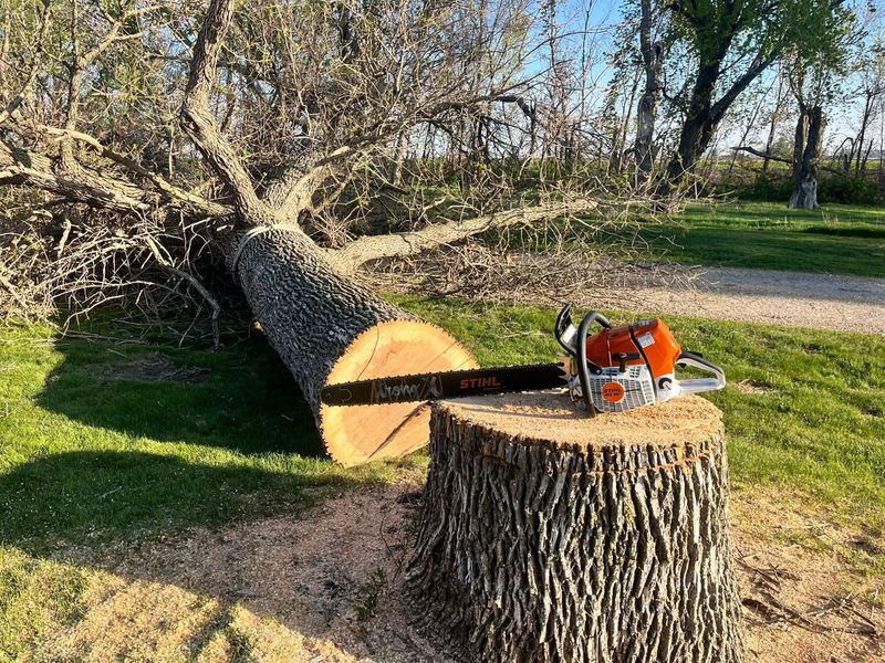 Tree Removal