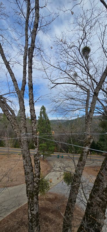 Hazardous Tree Services