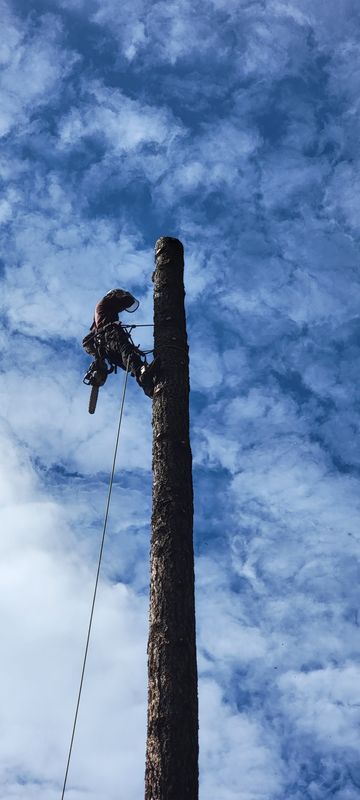 Tree Services