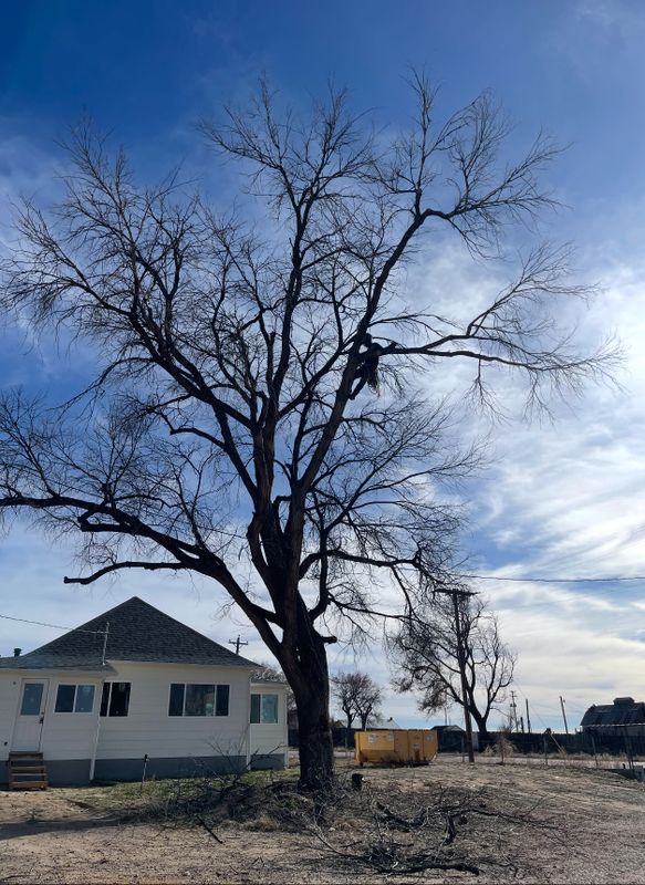 Tree Removal