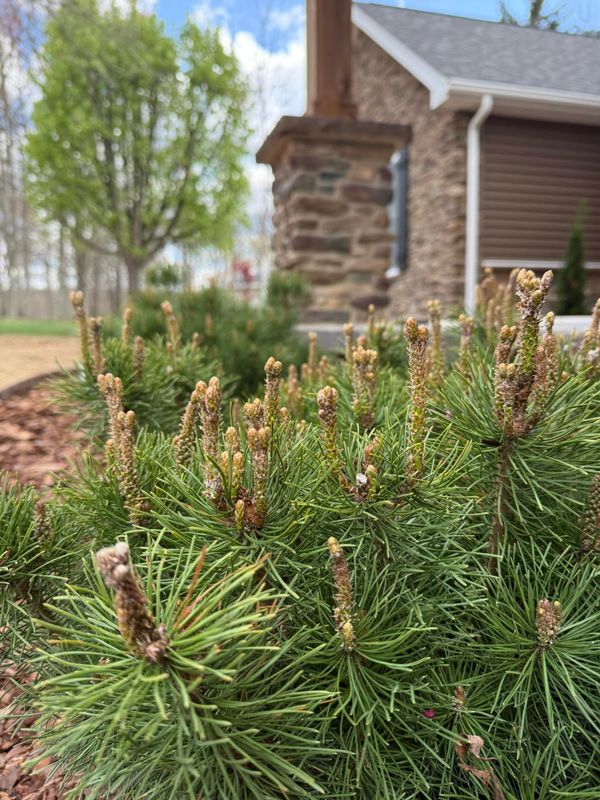 Planting & Garden Bed Installation