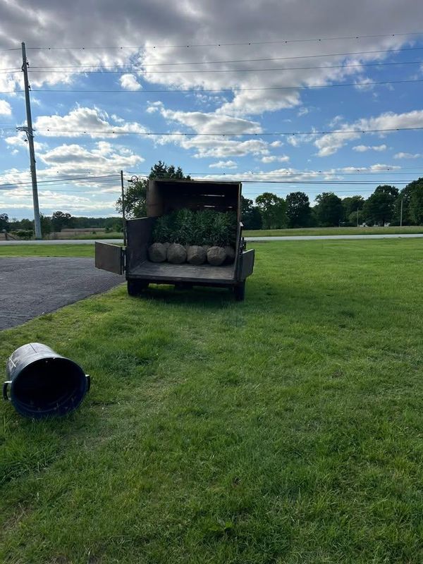 Tree and Shrub Planting