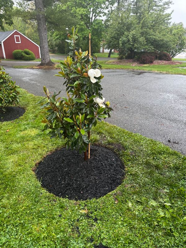 Tree & Perennial Planting