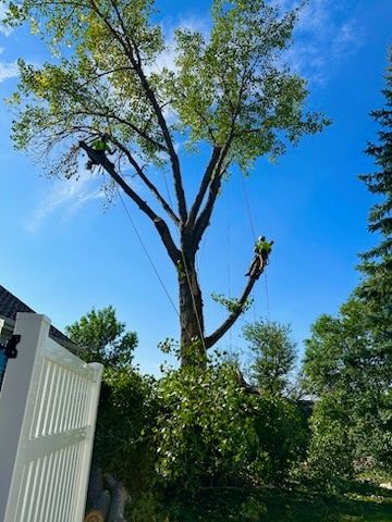 Tree Trimming