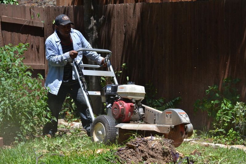 Tree Removal gallery