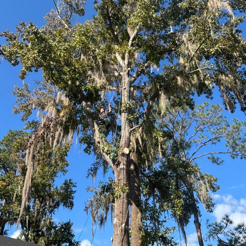 Tree Services