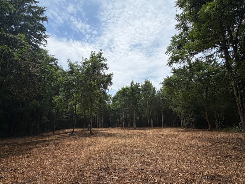 Forestry Mulching