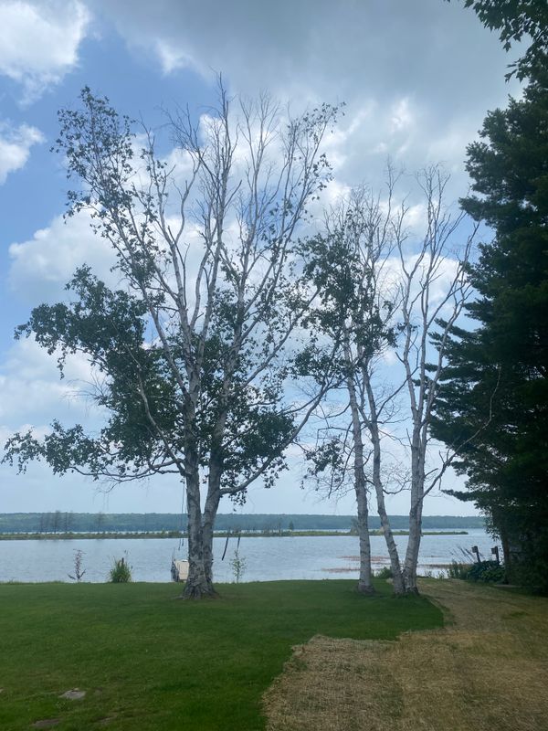 Tree Removal gallery