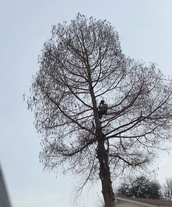 Tree Pruning and Trimming gallery