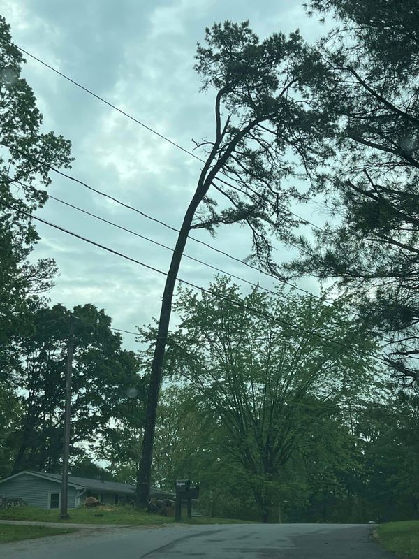Tree Removal gallery