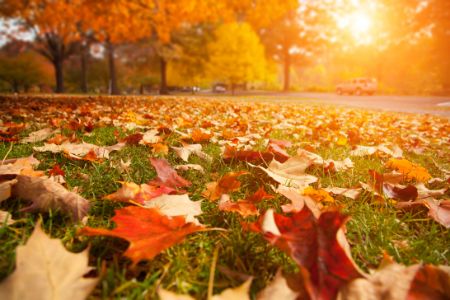 Leaf Clean Up