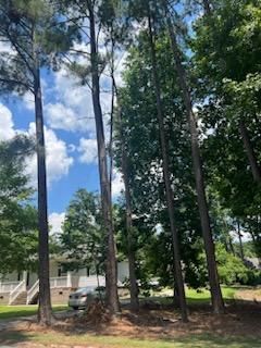 Tree Removal gallery