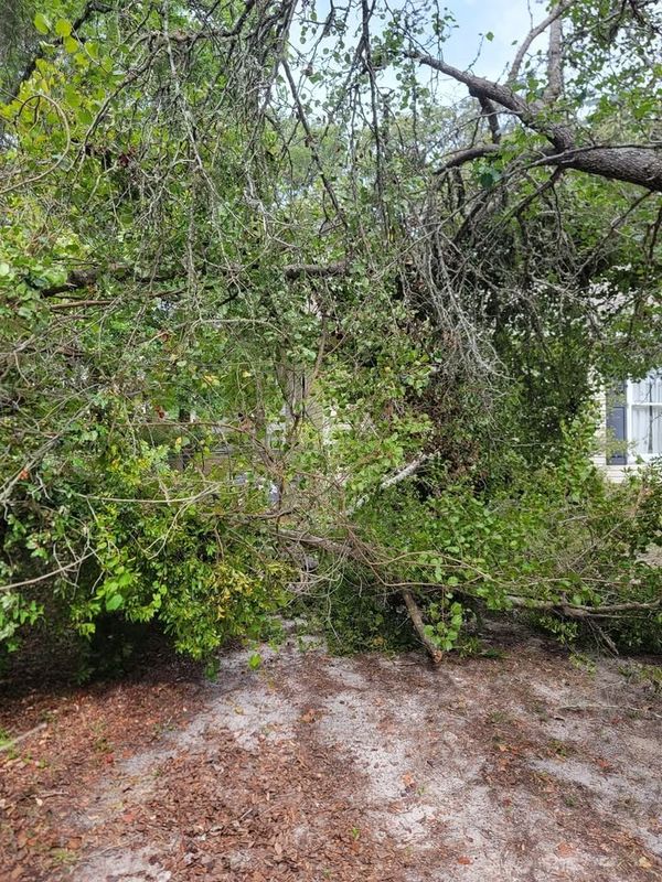 Tree Trimming & Removal