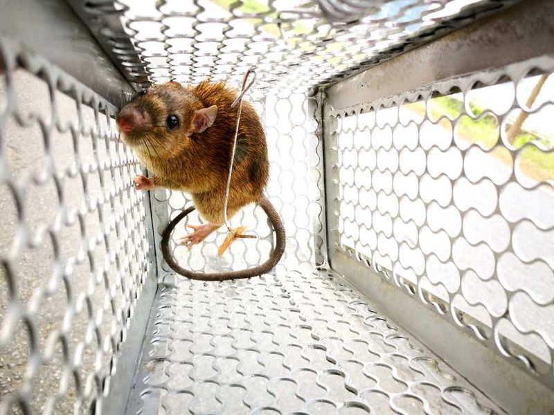 Organic Pest Control