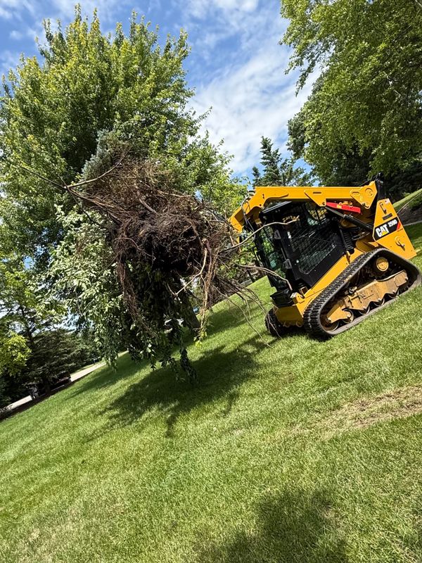 Tree & Brush Removal