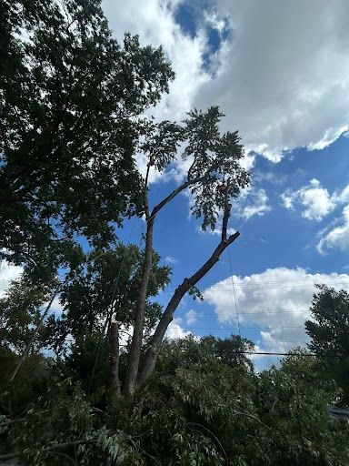Tree Trimming