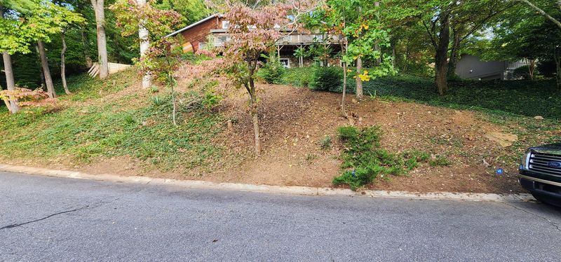 Clean ups and invasive plant management 