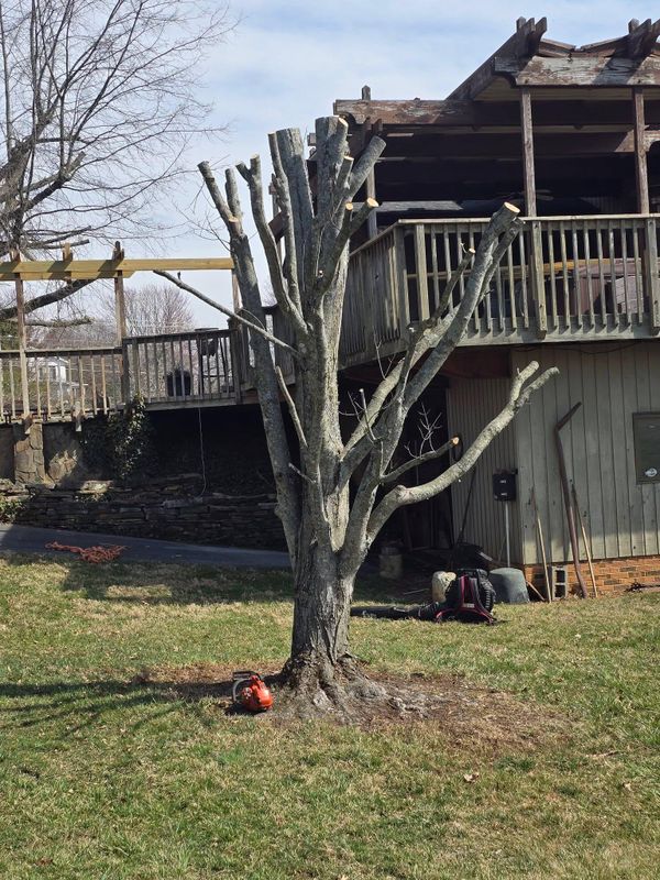 Tree Trimming
