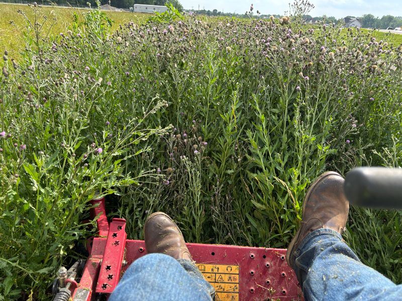 Landscaping