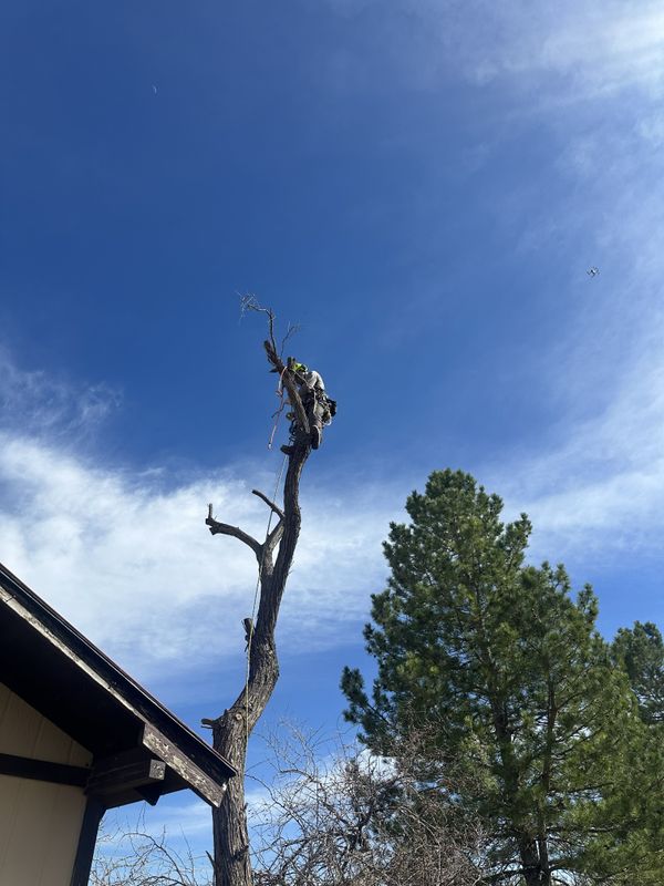 Tree Trimming