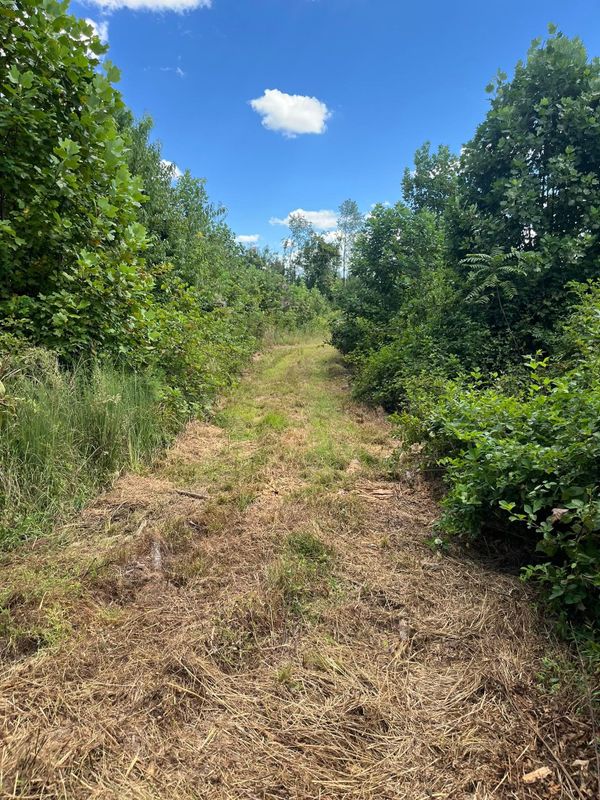 Brush cutting/clearing