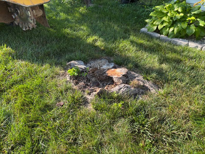 Stump Removal
