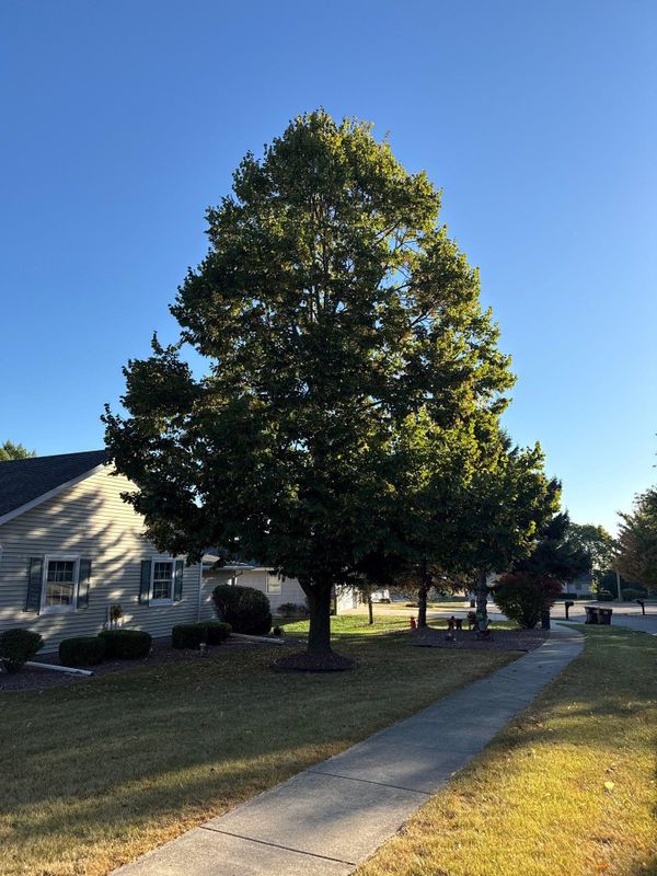 Tree Removal