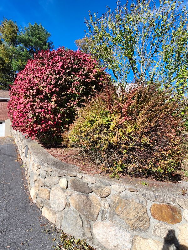 Shrub Trimming