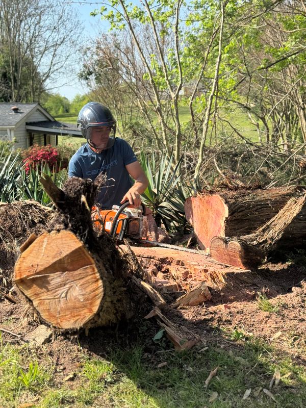Tree Services