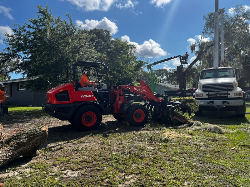 Tree Removal gallery