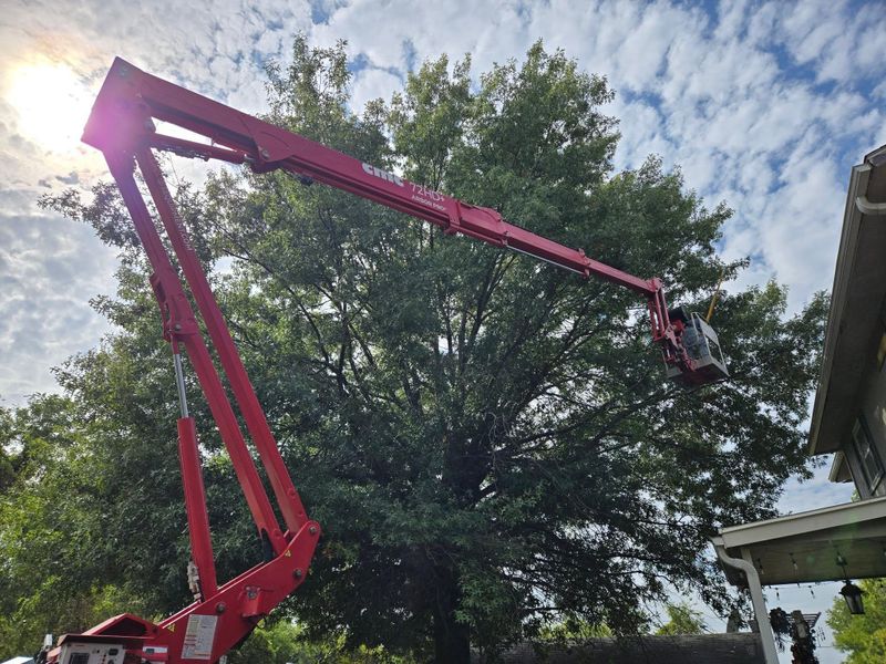 Tree Trimming