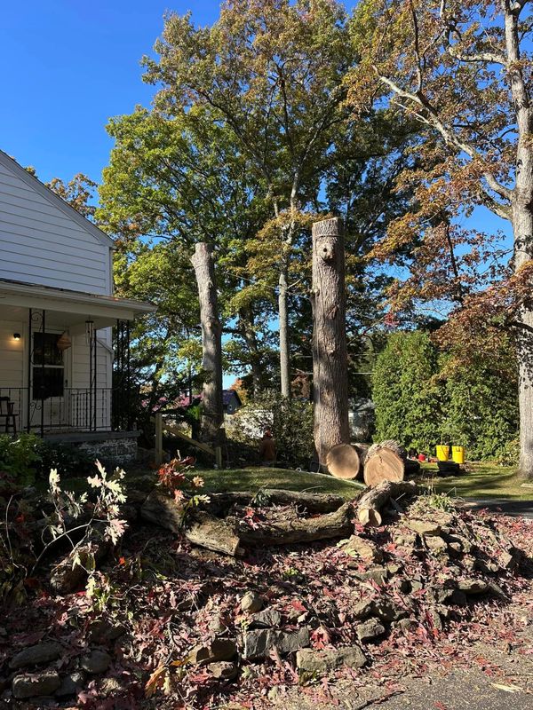 Tree Removal