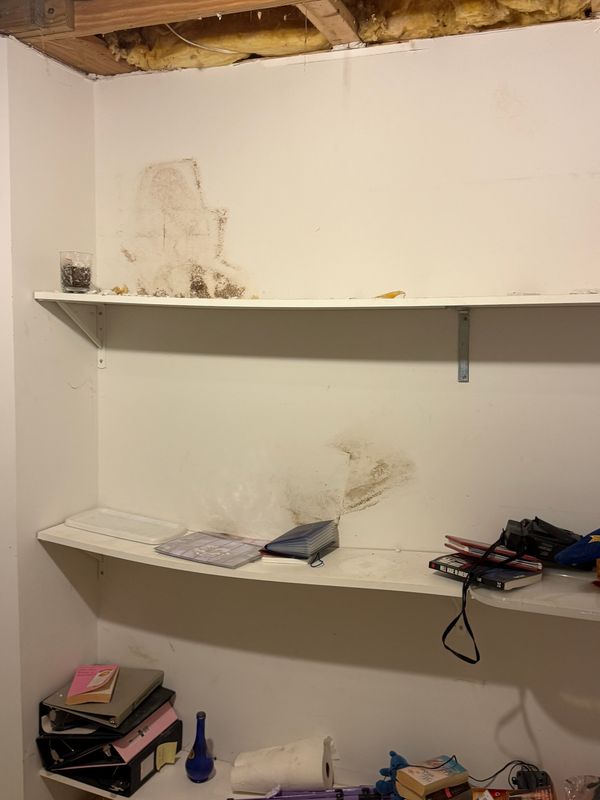 Mold Remediation