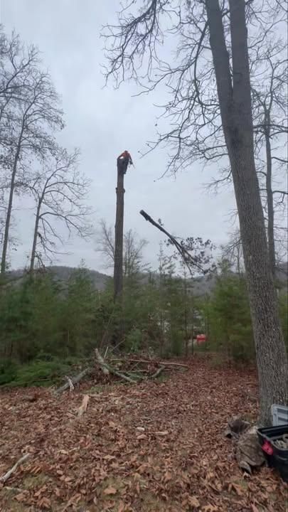 Emergency Tree Care