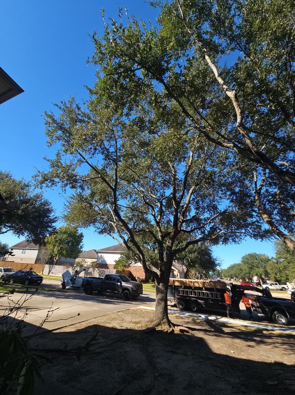 Tree Trimming