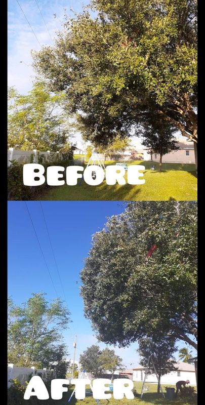 Tree Trimming