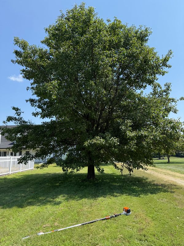 Tree Trimming