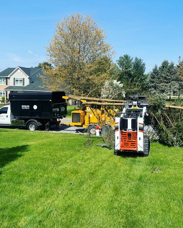 Tree Removal gallery