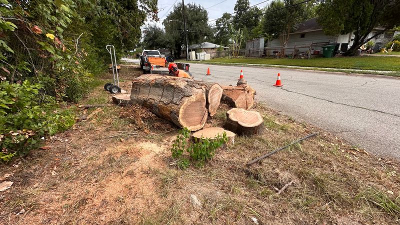 Tree trimming and removal