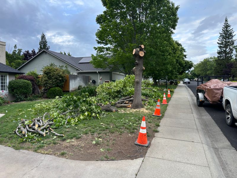 Tree & Shrub Care