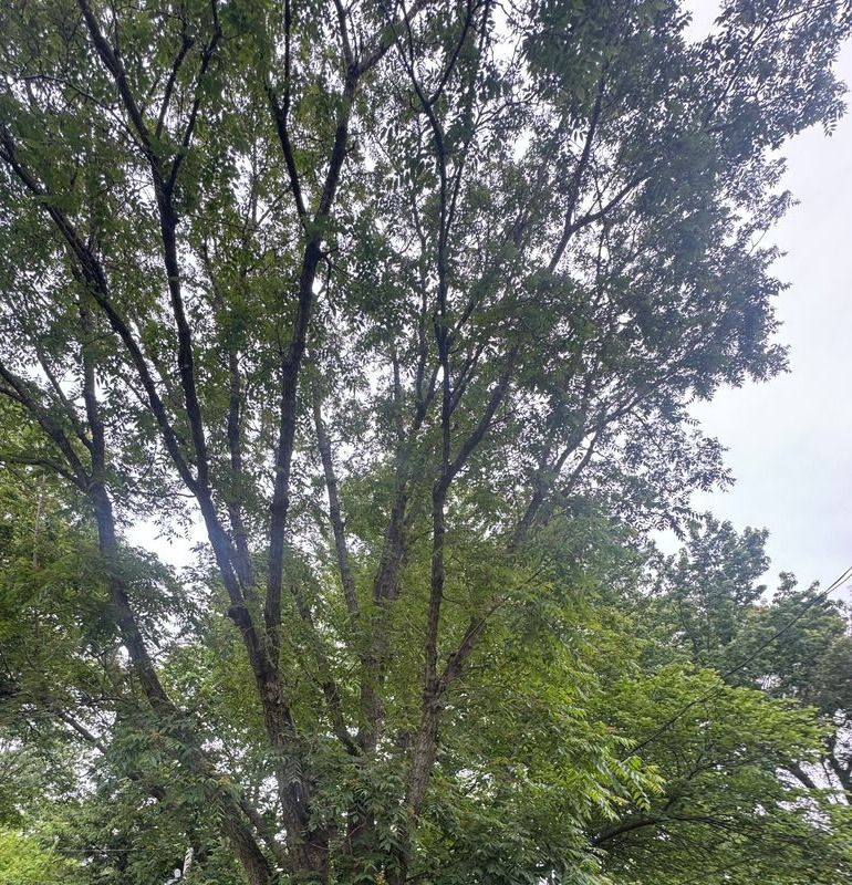 Backyard Tree Removal in Moline