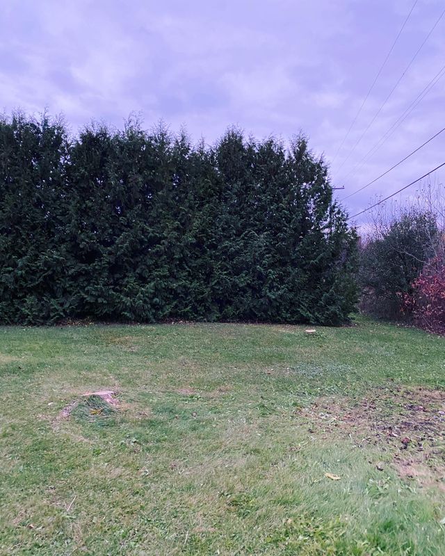 Tree Removal gallery